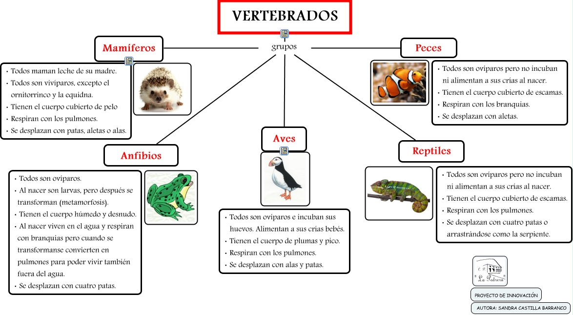 VERTEBRADOS 3º